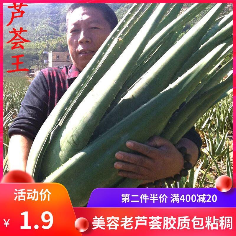 美国库拉索芦荟苗美容院补水灌肤绿植盆栽食用室内鲜芦荟植物