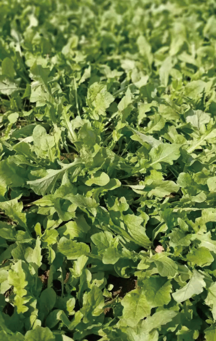 韩育天然荠荠菜种子 厂家批发四季多年生荠菜青菜菜园盆栽蔬菜籽