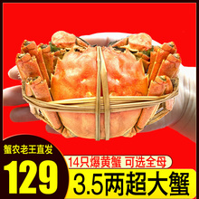 大闸蟹鲜活新鲜特大14只公母蟹海鲜水产鲜活螃蟹