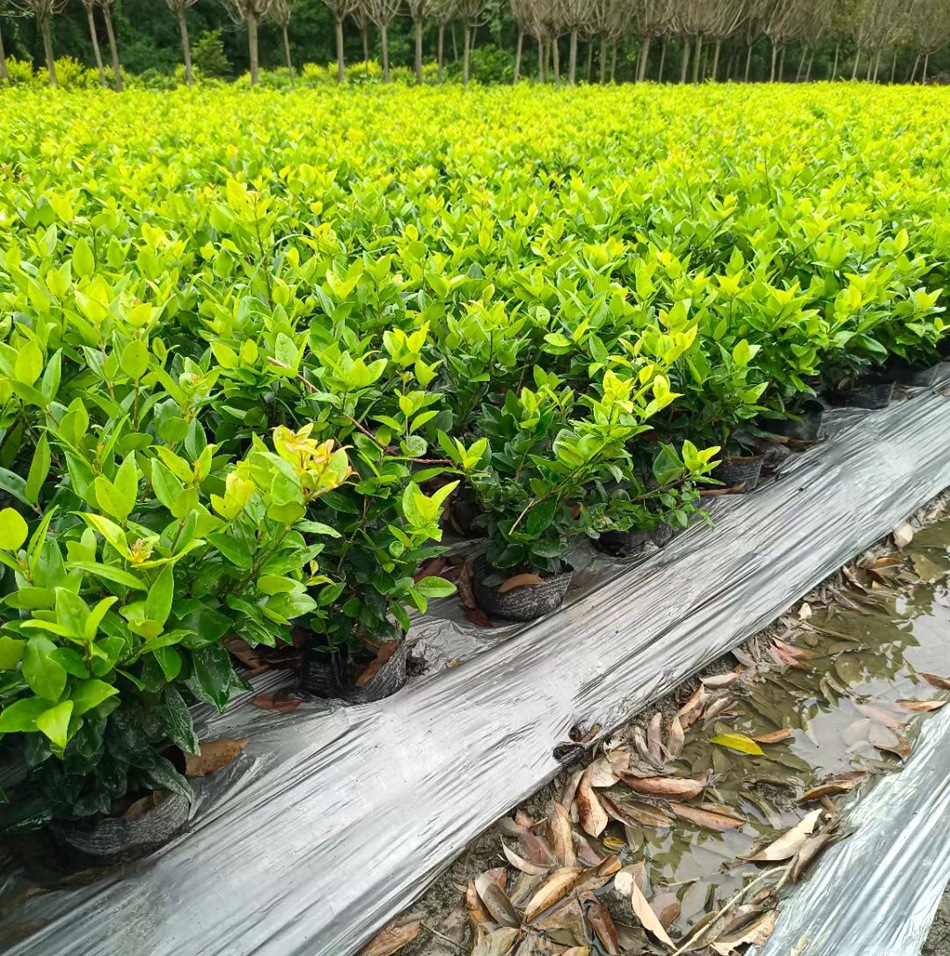 金森女贞 日本金黄女贞 四川成都工程绿化地被灌木苗木彩叶植物
