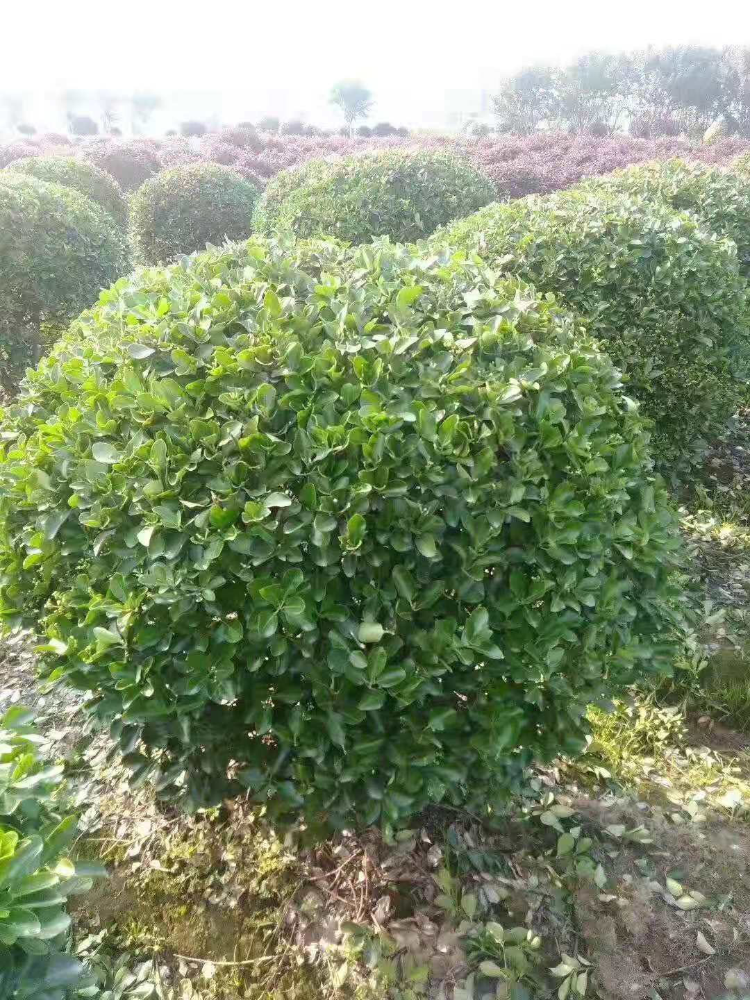 金边胡秃子球 金边胡秃子柱 金边胡秃子地栽盆栽 规格齐全