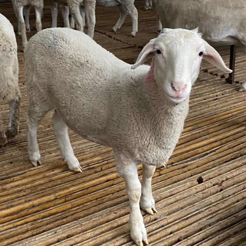 改良杜泊羊养殖 黑头杜泊羊价格 附近大型种羊场在哪里