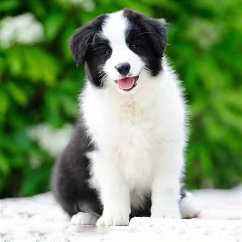 纯种边境牧羊犬幼犬高智商七白三通黑白陨石金边中型犬宠物狗狗