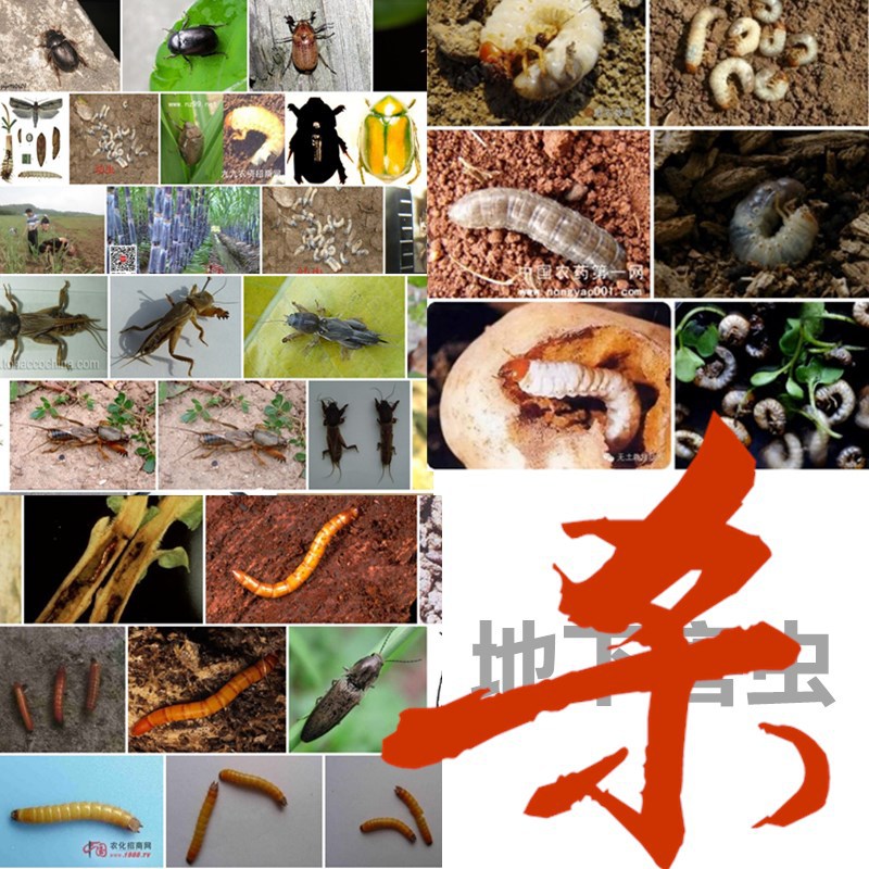 农村厕所旱厕杀蛆虫辛硫磷颗粒撒施型持久灭虫安全农药菜地下害虫