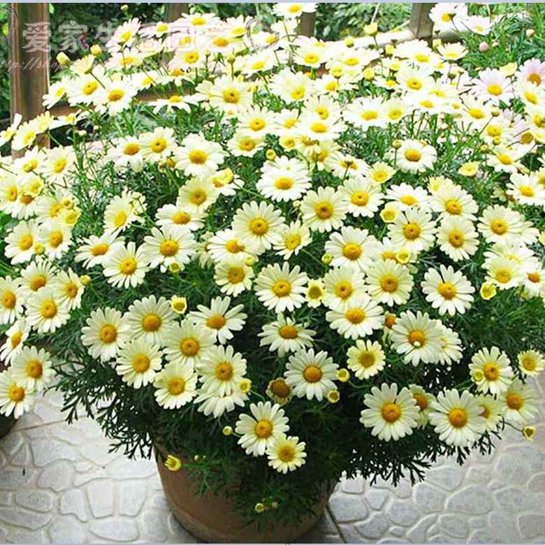 玛格丽特摩洛哥雏菊盆栽花苗多年生庭院花园阳台冬季花卉耐寒植物