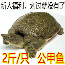 甲鱼鲜活包邮食用养殖卤味小甲鱼苗小中华鳖水鱼团鱼公雄青黄