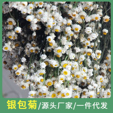 源工厂银包菊北欧森系永生花罗丹斯干花鲁丹鸟花束烘干小白花雏菊