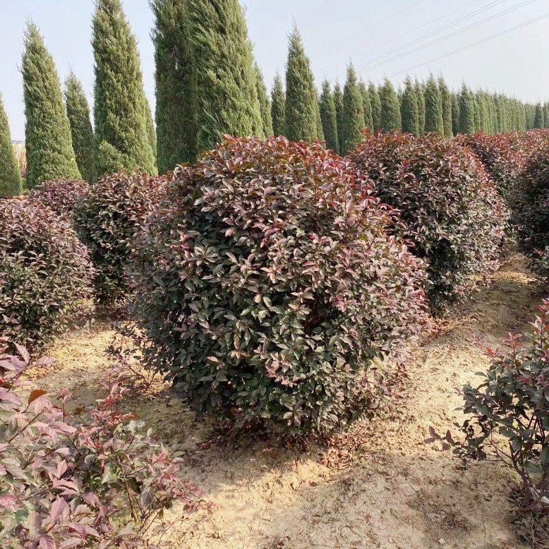 出售 红叶榆叶梅球 榆叶梅球 绿叶榆叶梅球 东北耐寒彩叶造型树