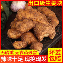 姜品质新鲜山东大姜价生姜食用姜黄老姜批发干姜3/5斤跨境代发