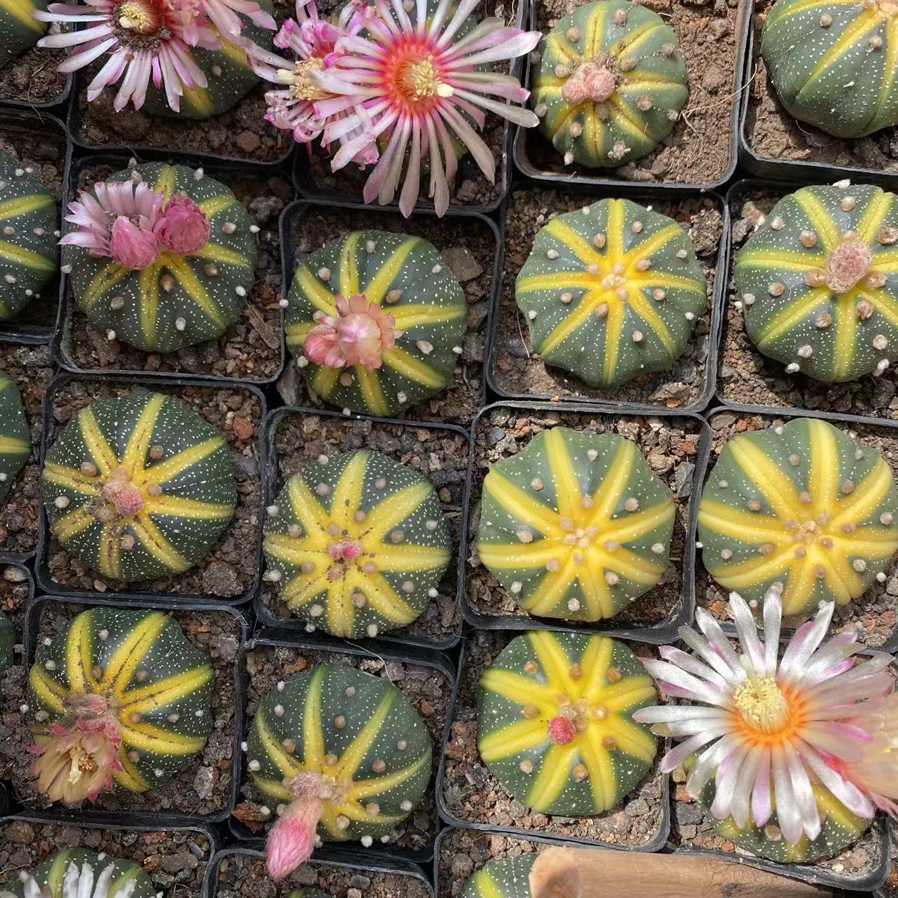 星兜 星球锦西瓜星兜多肉植物实生仙人球药锦 实拍3-4cm球茎