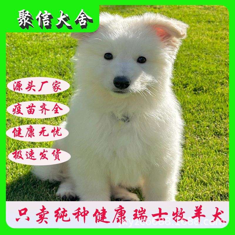 纯种活体瑞士牧羊犬幼犬大型护卫犬双血统赛级白色牧羊犬-阿里巴巴