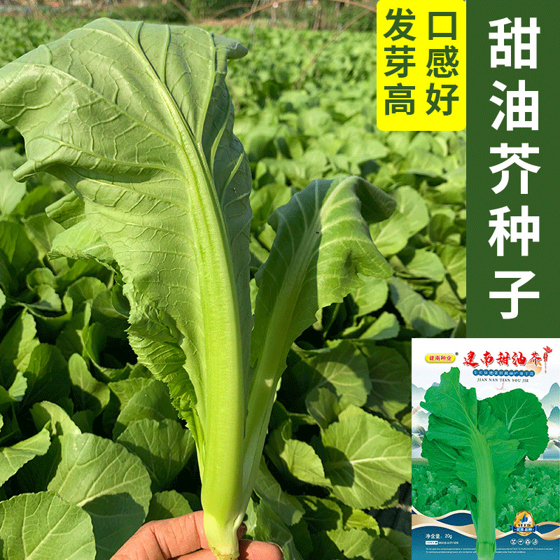蔬菜种子批发建南甜油芥种子四季春秋种植易种发芽高介菜盖菜种籽