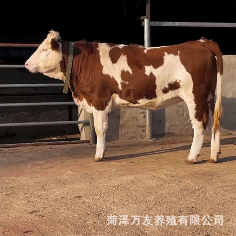 牛苗 西门塔尔牛犊多少钱 改良鲁西黄牛肉牛苗价格 怀孕大母牛
