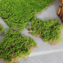 苔藓皮苔藓块青苔植绒摆件软装造景假山草皮草坪毛石头苔藓块