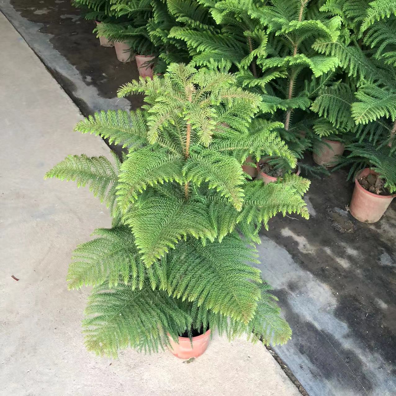 2米南洋松苗南洋杉大型室内外树苗圣诞树花卉盆景盆栽四季常青