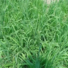 提摩西草种子多年生猫尾草梯牧草兔草豚鼠荷兰猪耐寒牧草植物种子