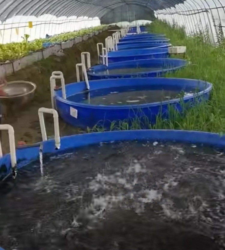水产养殖大桶 养鱼塑料大桶 对虾养殖桶 pe塑料桶
