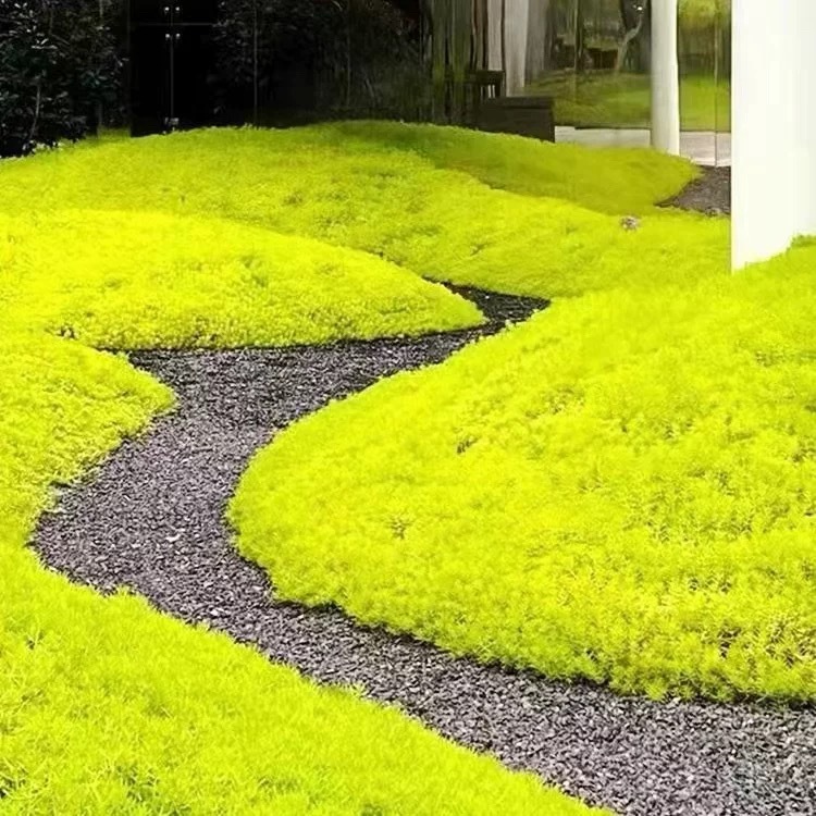 黄金佛甲草庭院盆栽耐热四季常青绿化花镜地被植物中华景天托盘苗