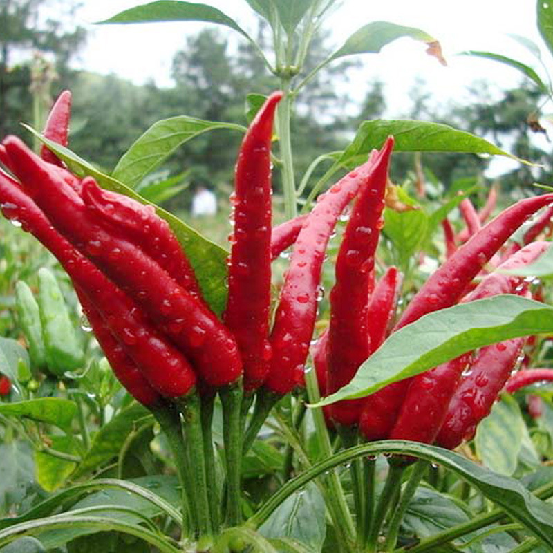 朝天椒种子 尖辣子 菜籽 室外 室内 阳台种盆栽蔬菜种子 一袋30粒
