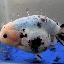 福州兰寿金鱼虎皮奶牛水墨樱花活体锦鲤冷水观赏鱼国寿小型鱼