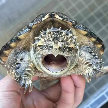 鳄龟活物外塘小鳄龟宠物龟凶猛龟观赏龟杂佛鳄龟北美鳄龟乌龟活体