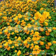 重瓣棣棠花室外庭院阳台盆栽耐阴灌木花卉植物棣棠花小苗盆景