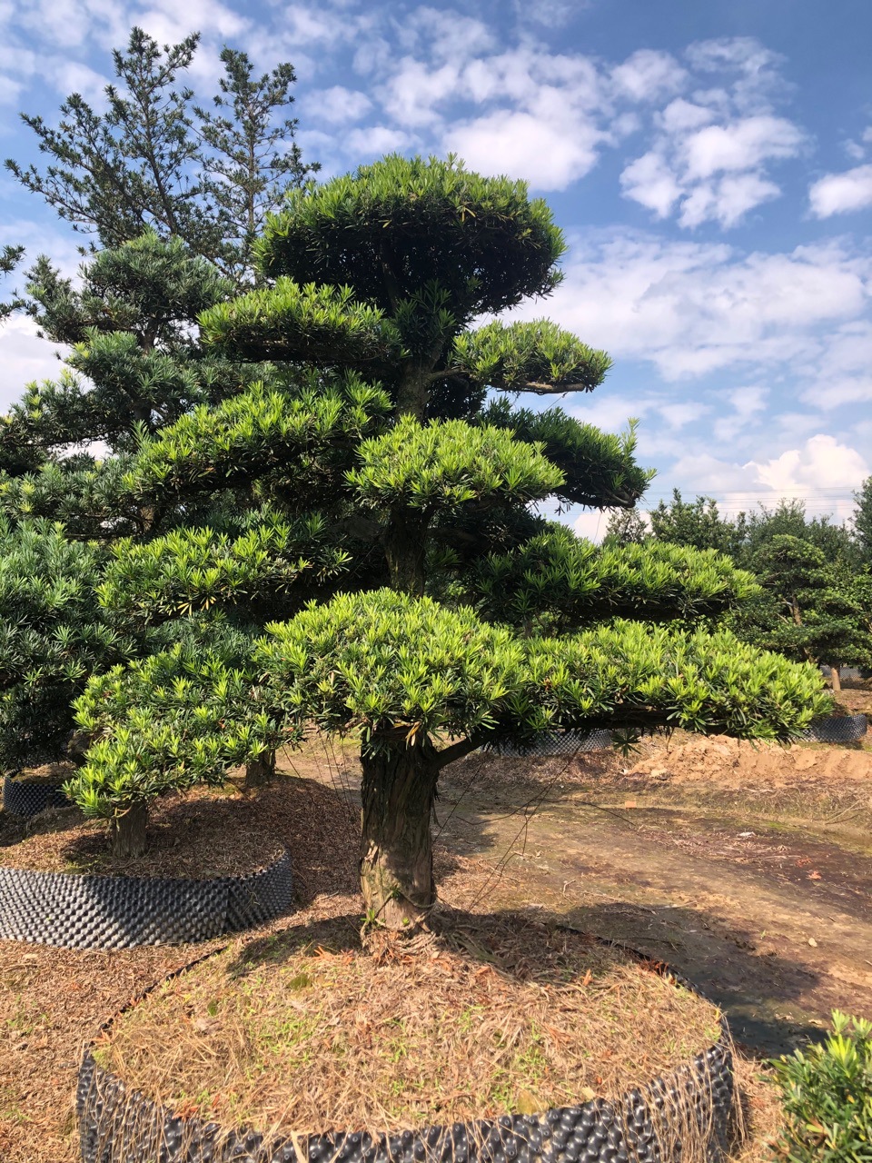 悬崖造型斜卧造型迎客松造型应有尽有供应各类精品造型罗汉松