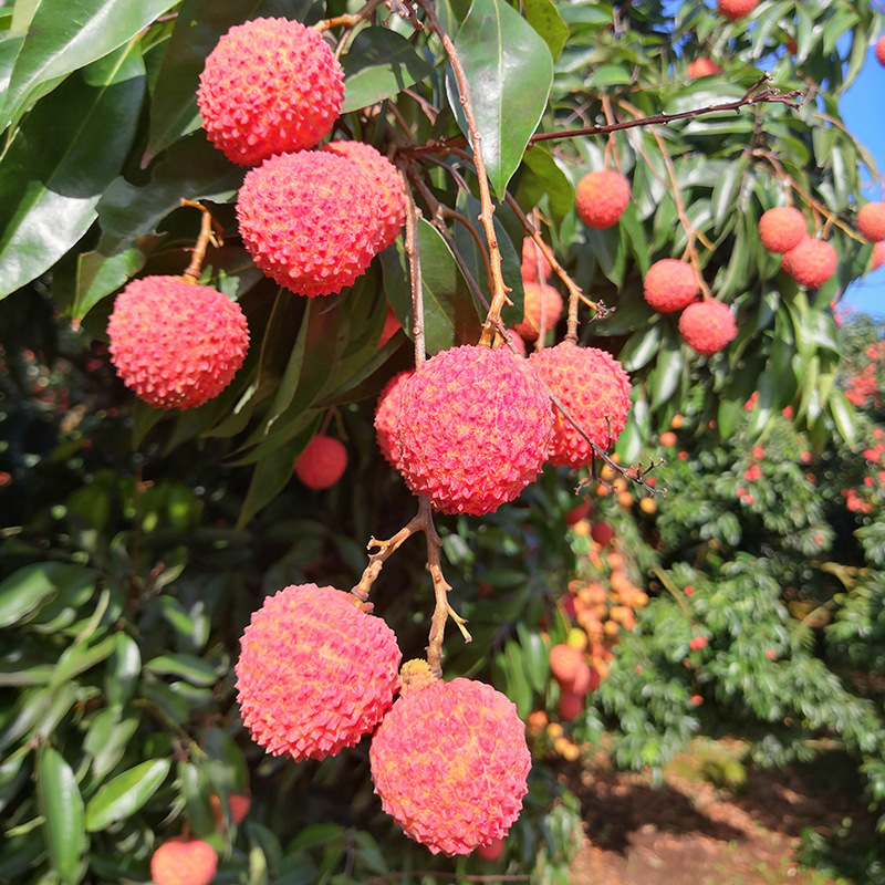 妃子笑荔枝桂香荔仙味进奉广西灵山现摘现发新鲜水果顺丰空运包邮