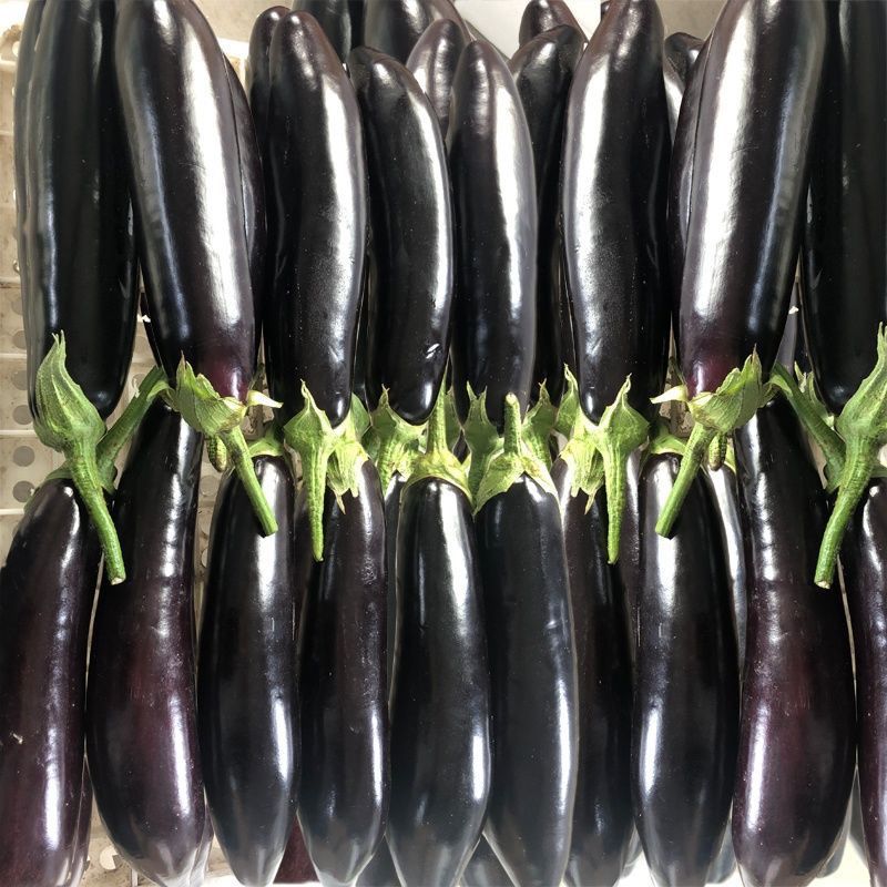 茄子新鲜长茄子紫农家自种长线大黑嫩现摘非圆茄蔬菜速卖通代发