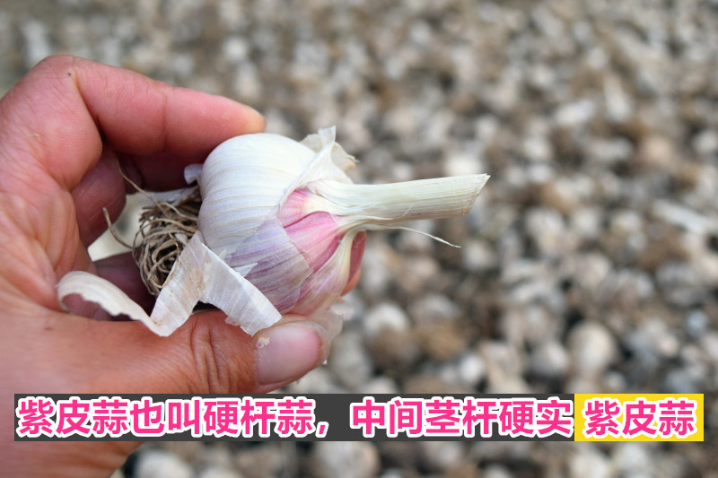 2021紫皮小蒜瓣现剥现发批发紫皮大蒜苔蒜寒蒜蒜苗蒜种子非云南蒜