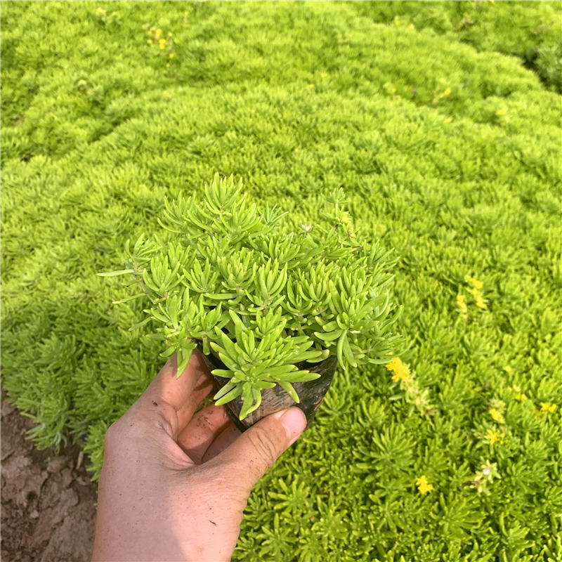 屋顶绿化用 佛指甲铁指甲狗牙菜 金叶佛甲草 植株耐旱性好