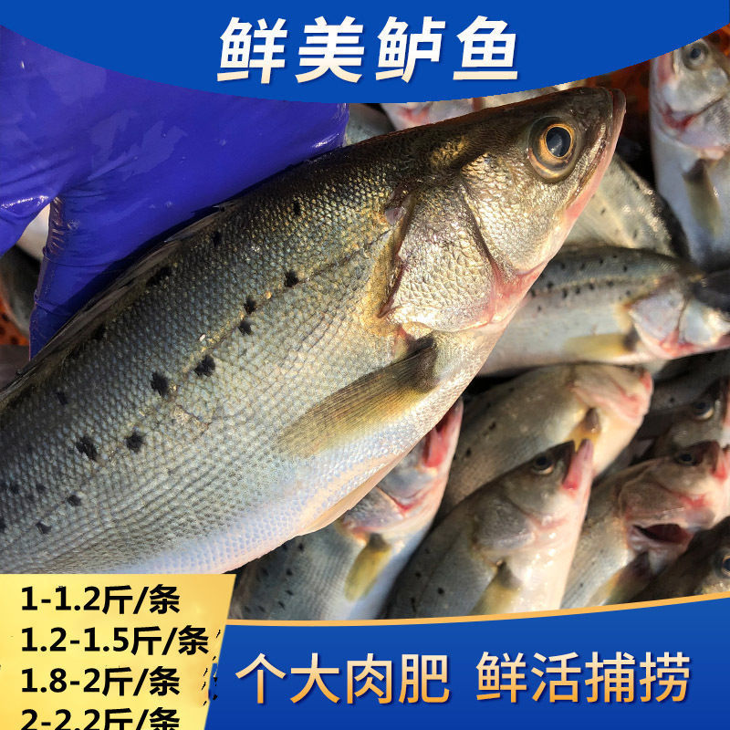 山东威海海鲈鱼鲜活深海鱼冷冻海捕野生青寨鲈鱼特大七星鲈鱼