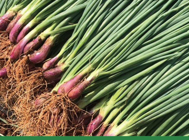 红根葱籽/袋500粒产地/厂家华煜苗高50(cm)成活率95(%)含水量≤8(%)