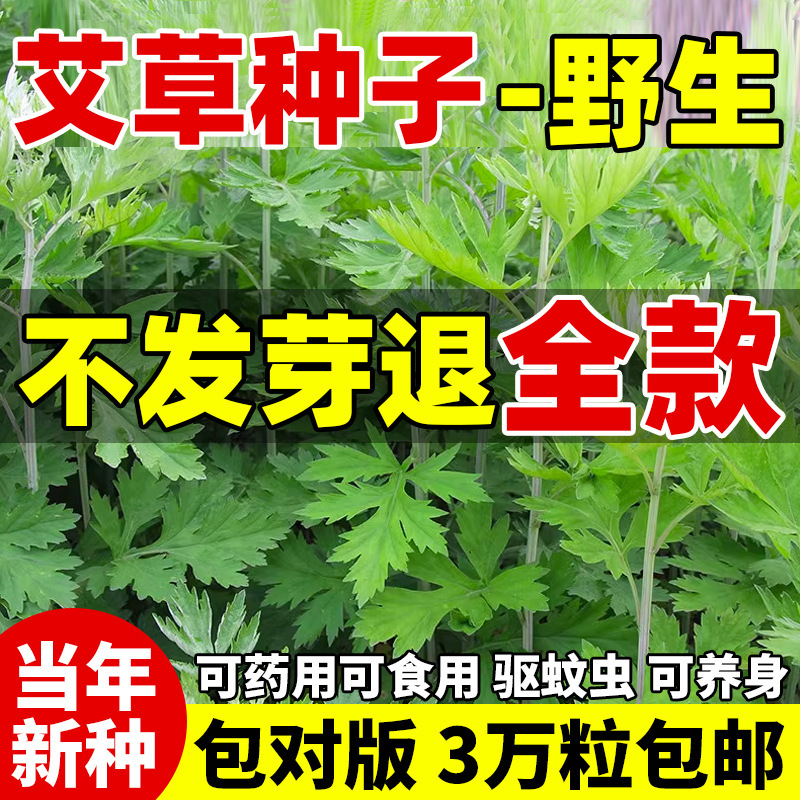 艾草艾叶靳种子籽野生香艾草药食用大叶艾蒿青蒿艾种孑四季驱蚊草