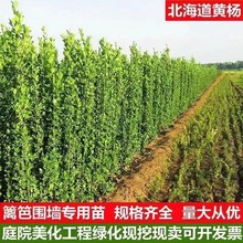 一件代发丛生北海道黄杨冬青四季常青耐寒绿篱笆围墙植物黄杨庭院