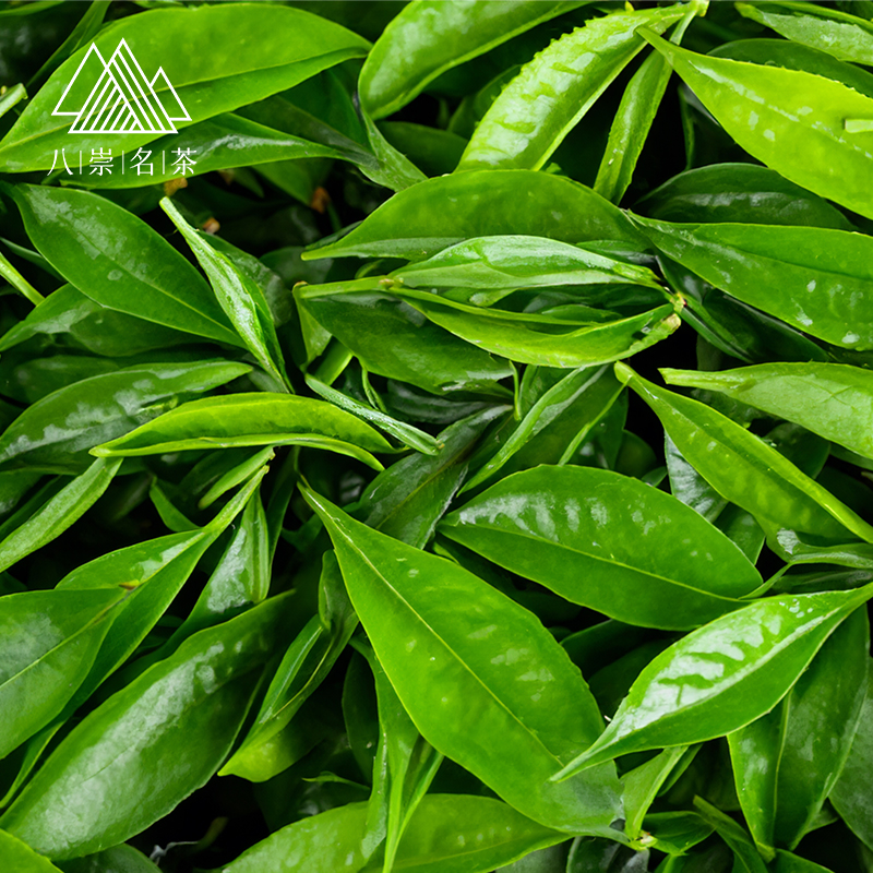 潮州单丛茶叶2024新茶鸭屎香蜜兰香黄枝香种乌龙茶冷泡-阿里巴巴