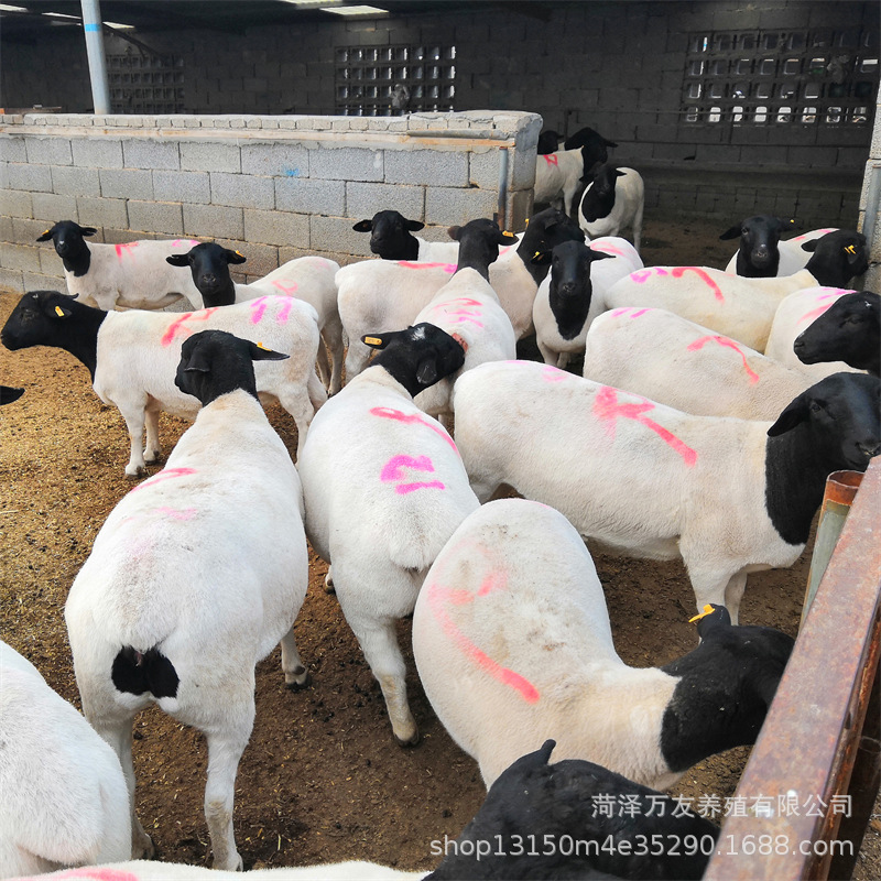 黑龙江有杜波绵羊吗 养殖杜波绵羊效益怎么样 杜泊绵羊种公羊活羊