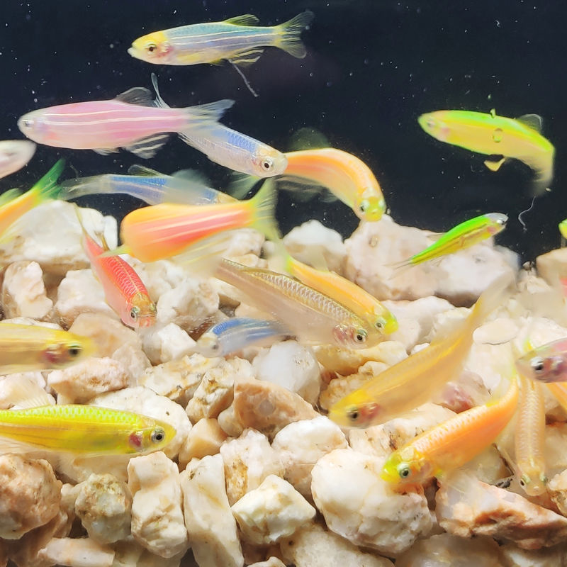 斑马鱼不怕冷鱼小金鱼耐寒鱼红斑马鱼蓝斑马鱼草缸好养淡水观赏鱼