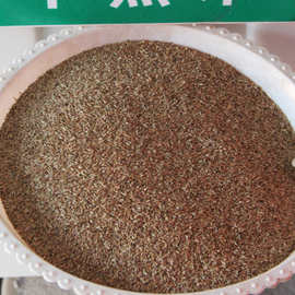 种子早熟禾种子