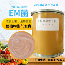 供应EM菌种EM菌种冻干粉EM菌原露替代产品水产养殖饲料添加剂em菌