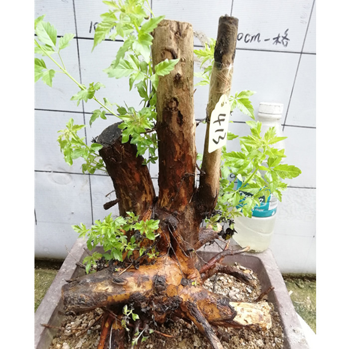 精品黄荆树桩舍利镂空疙瘩老桩庭院阳台盆景素材练手易活盆栽绿植