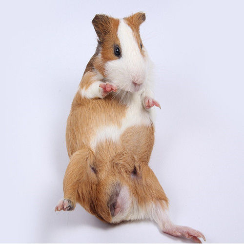 荷兰猪活体宠物豚鼠荷兰兔饲料荷兰鼠包活包邮宠物兔活体健康送笼