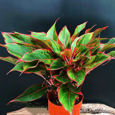 万年红盆栽彩叶竹芋美观办公室内喜阴植物净化空气防辐射好养活