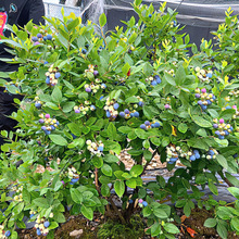蓝莓树果苗带花苞蓝莓苗南北方种植兔眼特大阳台盆栽树苗当年结果