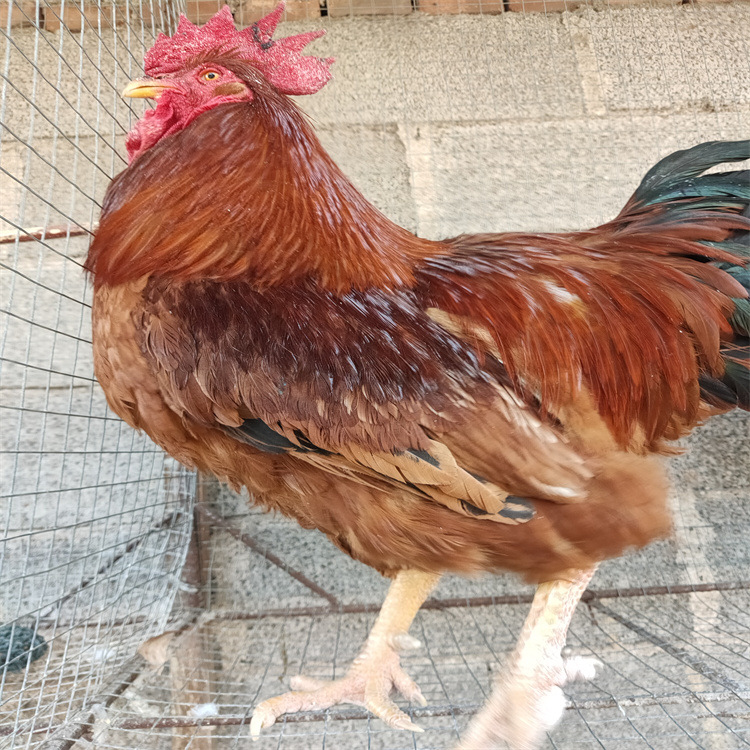 东北十六斤红鸡苗能涨几斤十六斤红公鸡苗多少钱-阿里巴巴