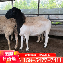 改良绵羊黑头种公羊 成年种公羊哪里卖杜泊绵羊 成年杜波绵羊