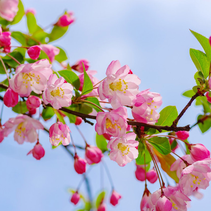 庭院地栽高杆海棠花树苗西府海棠垂丝海棠花耐寒植物花树室外盆栽