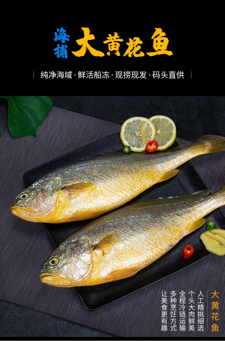 东海黄花鱼新鲜冰鲜冷冻海捕鱼深海水产鲜活海鱼生鲜大黄鱼可代发