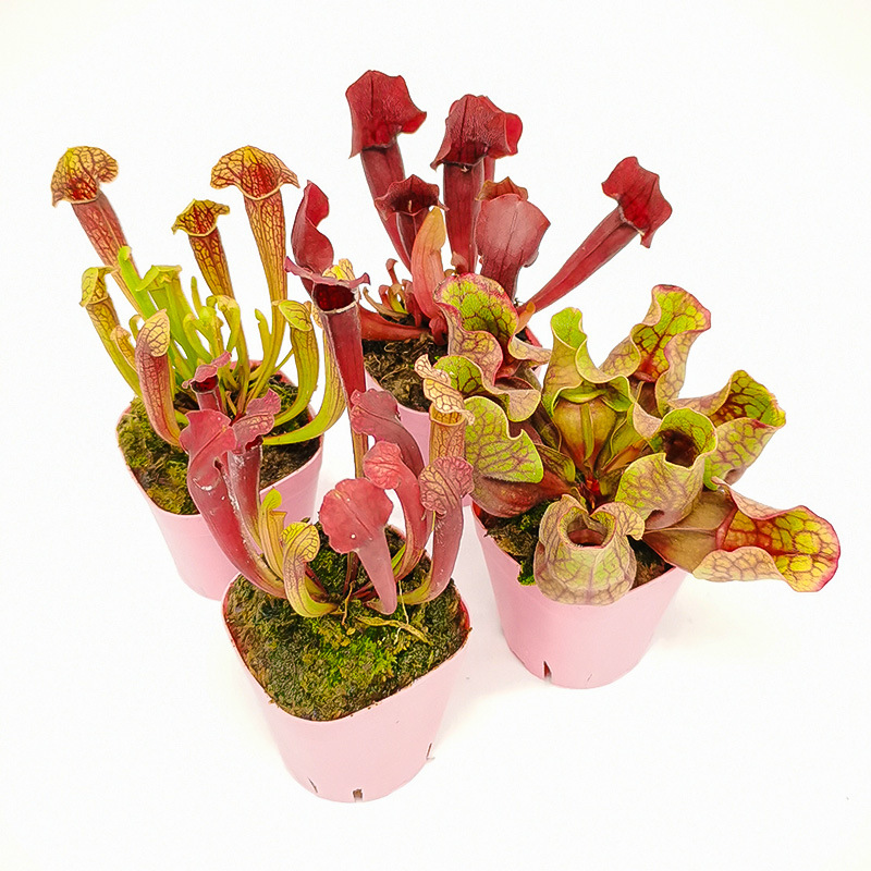 菲朗食虫植物 四大名捕新奇特捕蝇草瓶子草猪笼草茅膏菜新手易养