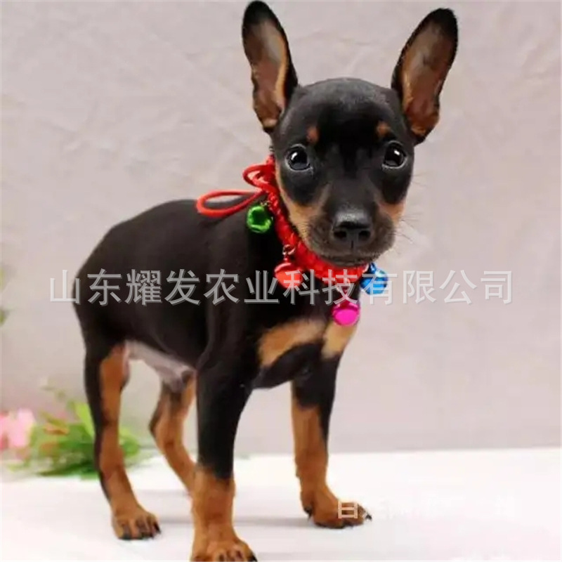 出售小鹿犬幼犬铁包金棕色迷你杜宾犬小型狗不掉毛宠物狗活体狗狗